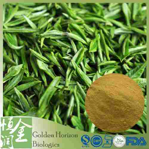 Wholesale Green Tea Extract Tea Polyphenols