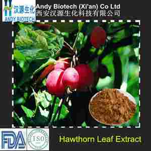 Hawthorn Leaf P.E