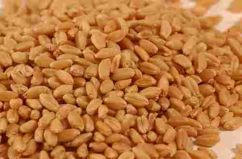 Shree Bhagwati Wheat