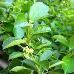 Gymnema Sylvestre Leaves