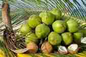 Bhuwal Coconut