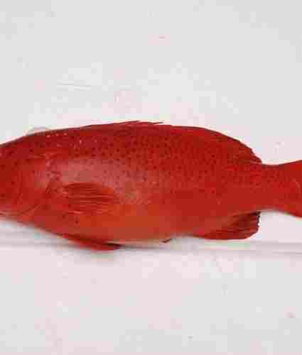 Coral Trout Fish