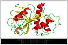 Papain Enzyme