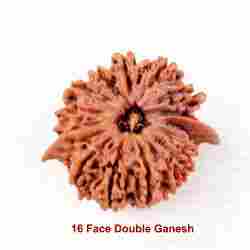 16 Face Double Ganesh Rudraksha