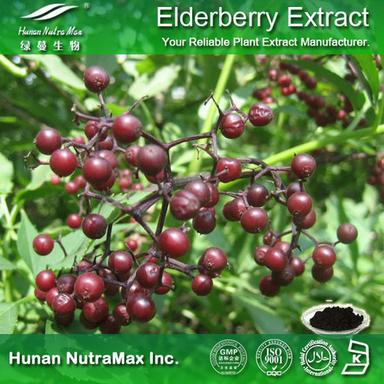 Black Elderberry Extract