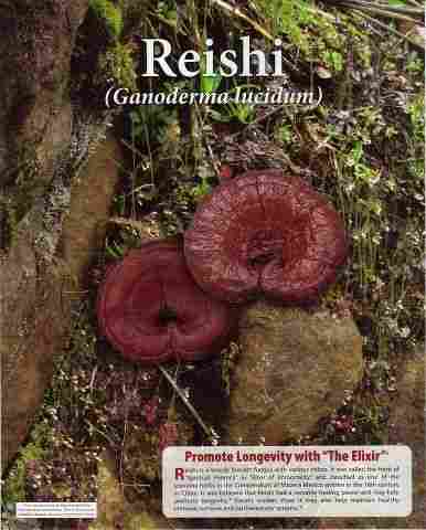 Reishi Mushroom Ganoderma DXN
