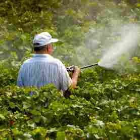 Organic Insecticides