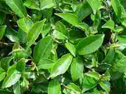 Camellia Sinensis Extract