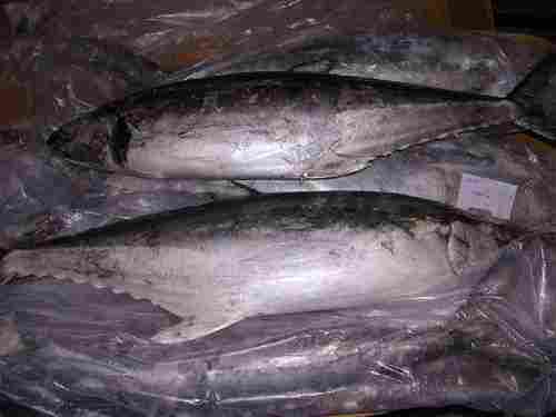 Frozen Fresh Tuna Fish
