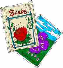 Rose Seeds