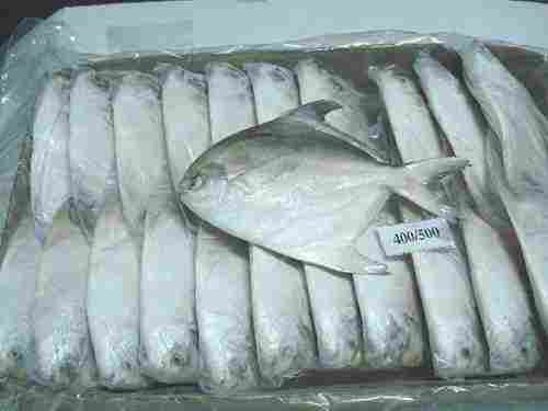 Frozen Silver Pomfret Fish