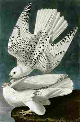 Falco Bird Painting