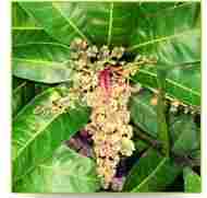 Deshi Mango Tree Plant