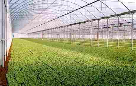 Green House Crops