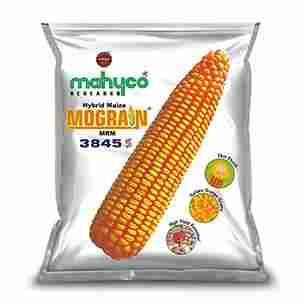 Hybrid Maize Mograin Mrm 3845s