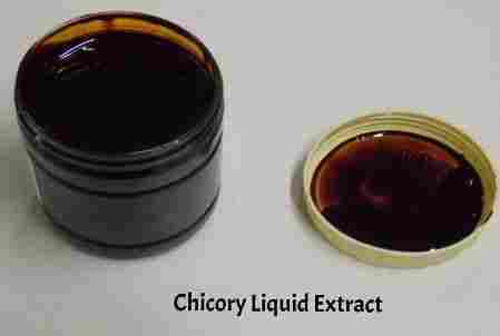 Chicory Liquid Extract