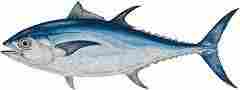 Blackfin Tuna Fish