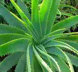 Aloe Indica Plant