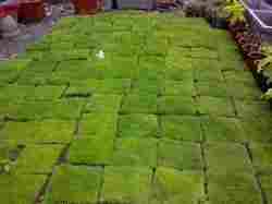 Carpet Lawn Grass
