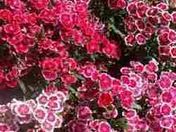 Dianthus Plant