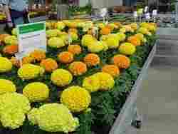 Marigold Flower Plant