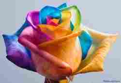 Multicolor Rose Plant