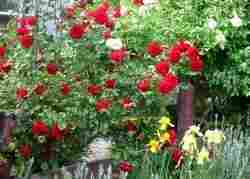 Red Rose Plant