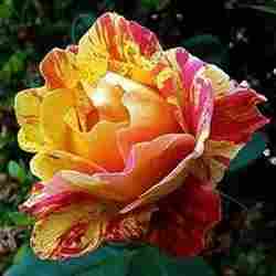 Tri Color Rose Plant