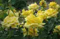 Yellow Rose Plant