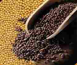 Mustard Seeds (Yellow And Brown)