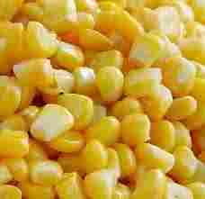 Superior Quality Frozen Maize Sweet Corn