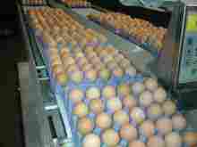 Fresh Table Chicken Eggs (Brown and White)