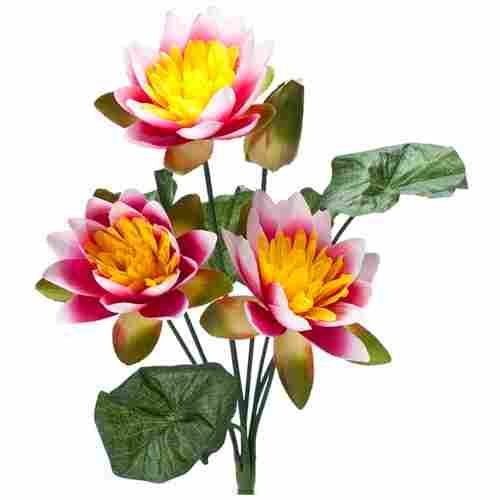 Decent Lotus Bush Flower