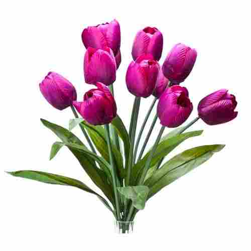 Tulip Bush-11 Flower