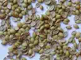 Coriander Seeds For Sowing