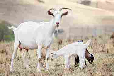 Goat Livestock
