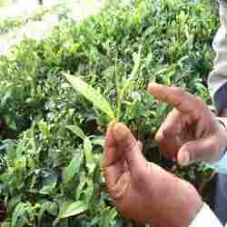 Nilgiri Tea Leaf
