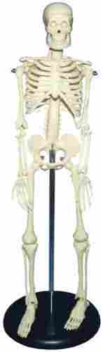 28" Plastic Human Skeleton For School Laboratory