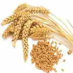 Aara Trading Wheat