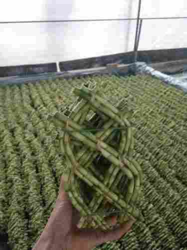 Lucky Bamboo "8 Shapea  