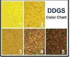 DDGS (Dried Distillers Grains & Solubles)