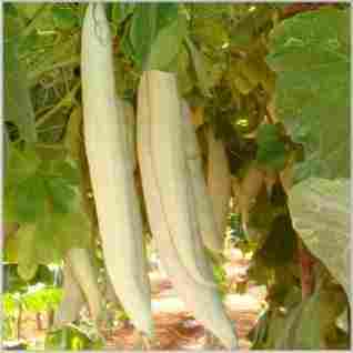 Top Quality Snake Gourd Seed
