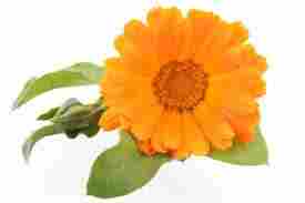 Papermade Calendula Flower