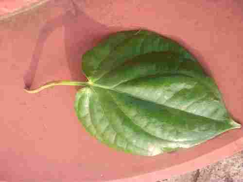 Sweet Betel Leaf