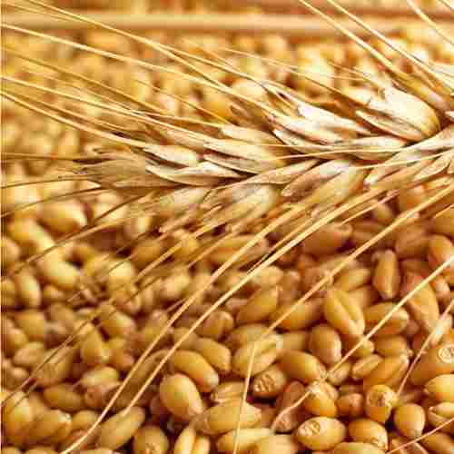 Dusfam Wheat