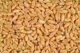 SAPAWADA Wheat