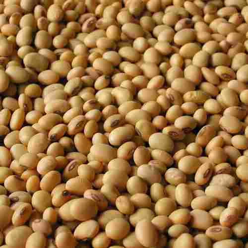 Soyabean Seed