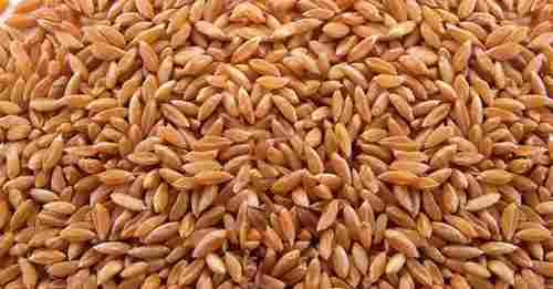 Premium Lokwan Wheat