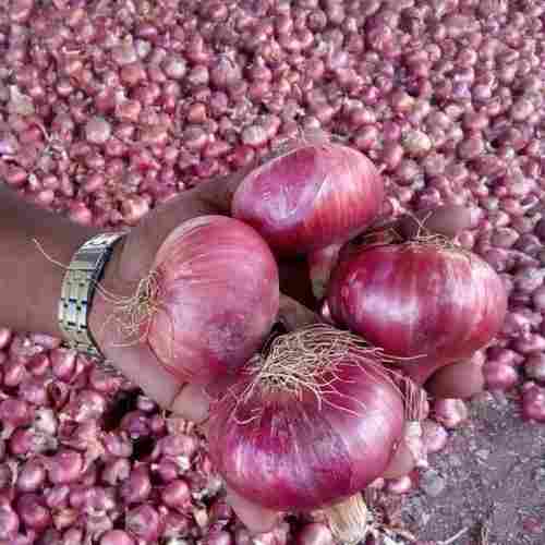 Export Quality Red Nashik Onion