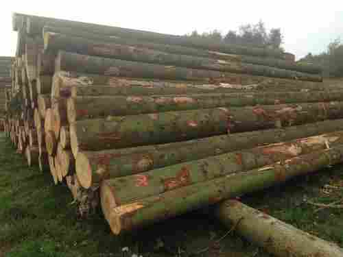 Pine And Spruce Wood Logs